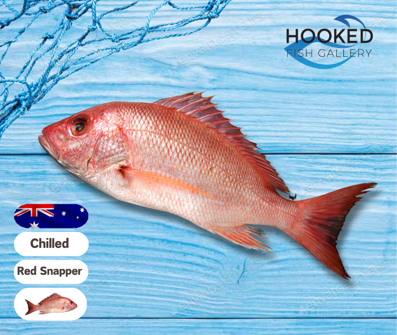 CHILLED NZ Wild Whole Snapper 1.0kg to 1.3kg