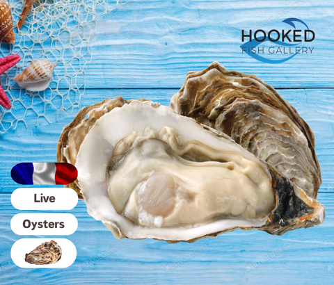 LIVE French Oysters